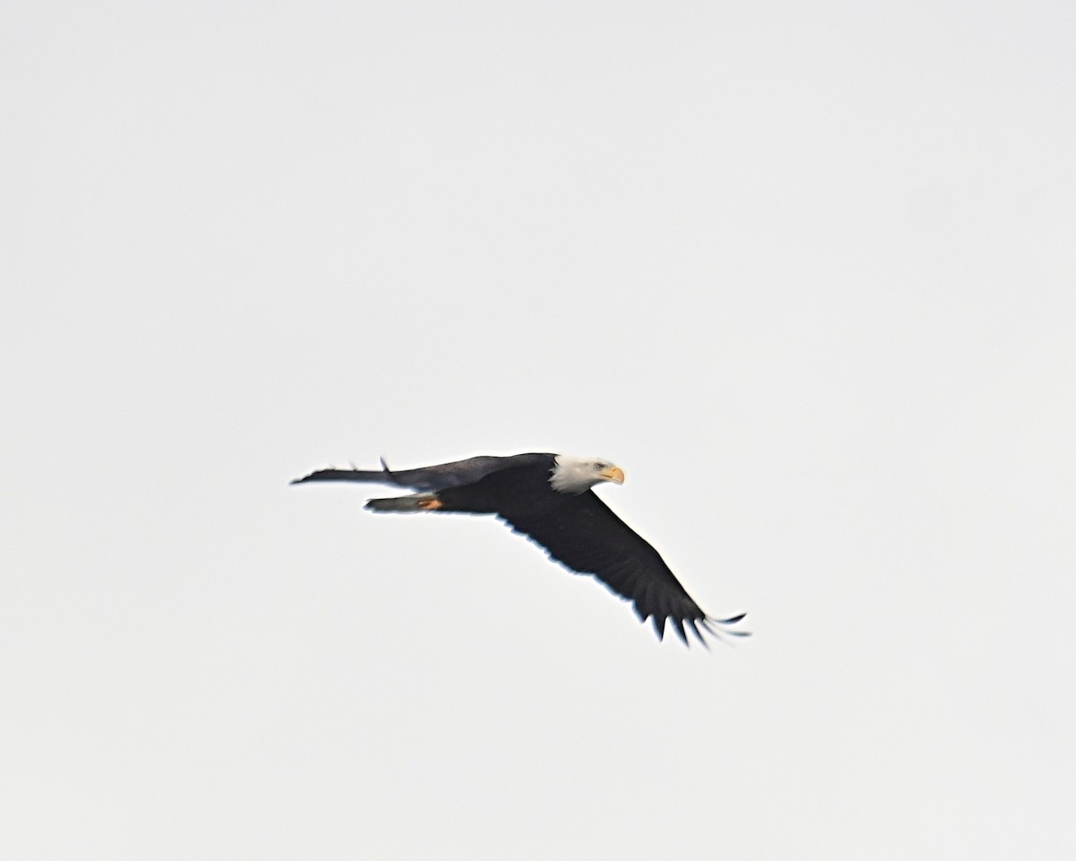 Bald Eagle - ML645812396