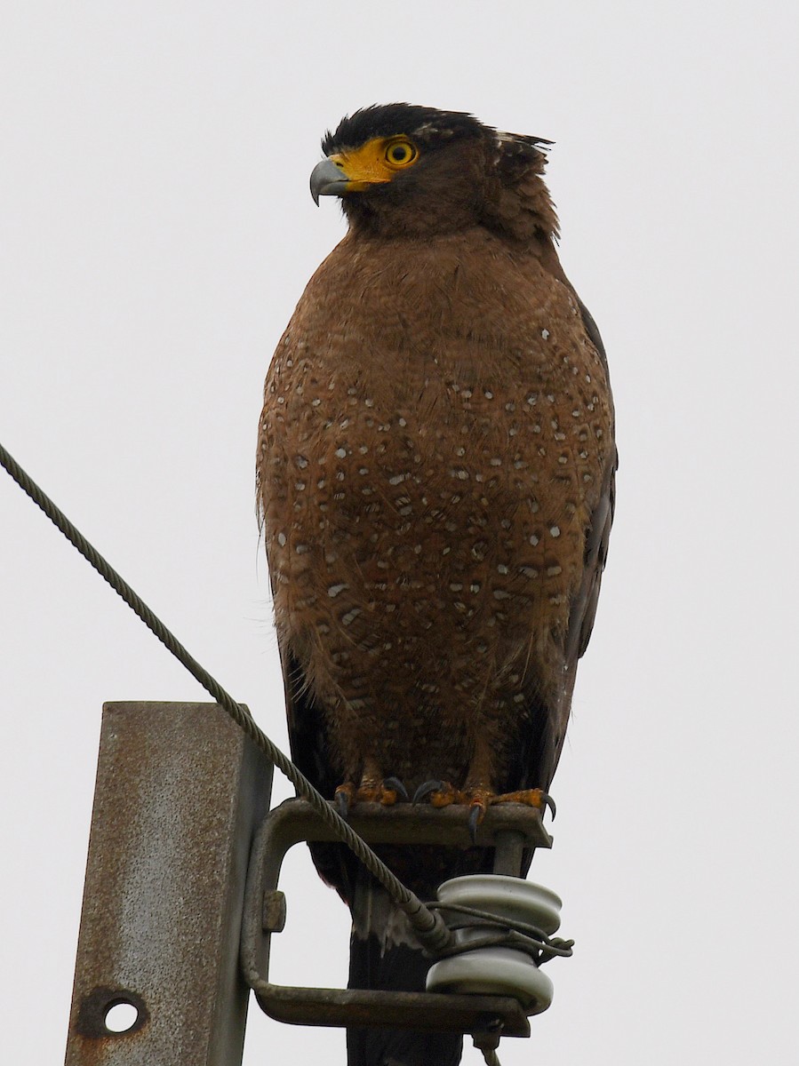 Crested Serpent-Eagle - ML645812400