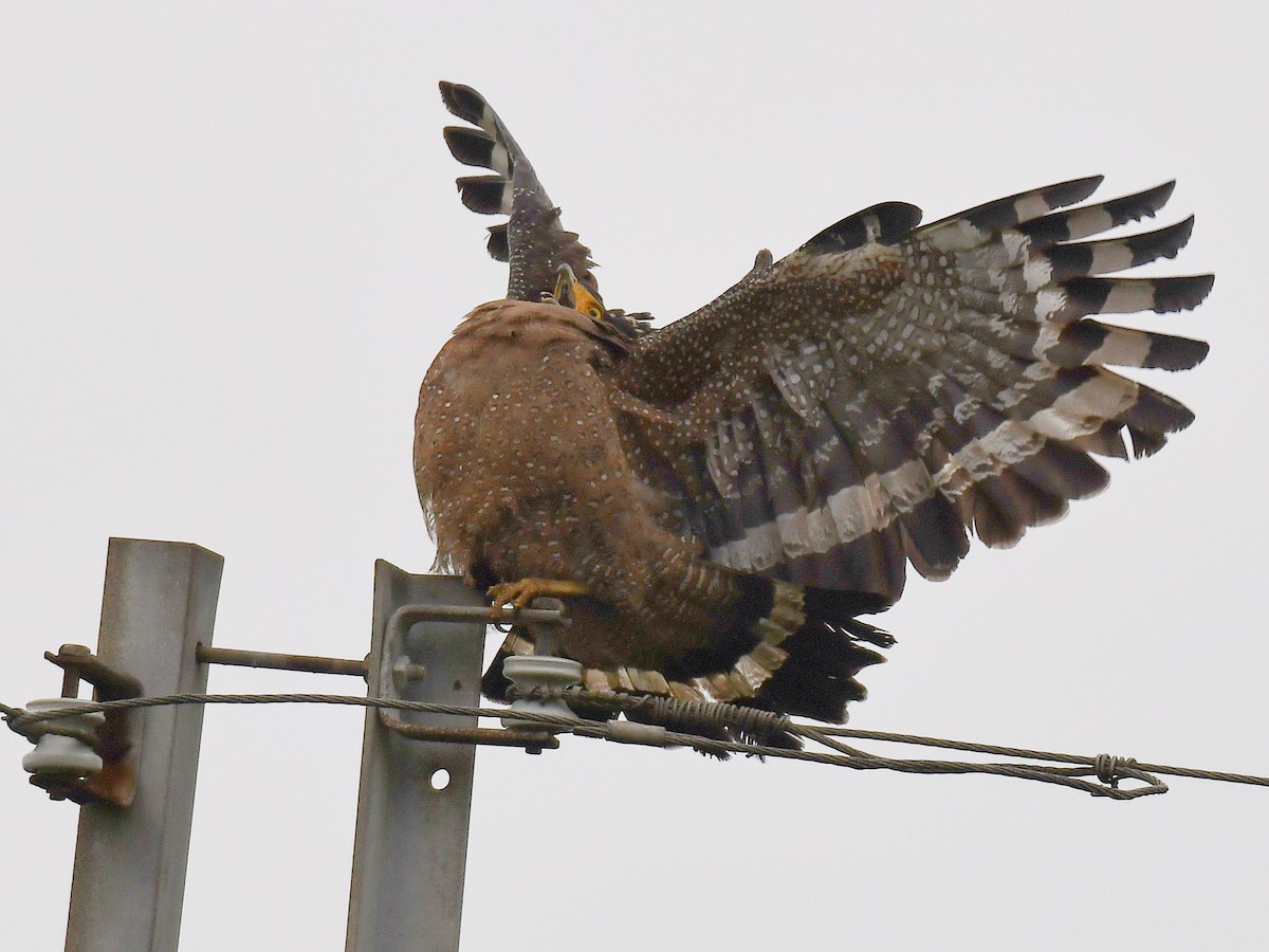 Crested Serpent-Eagle - ML645812401