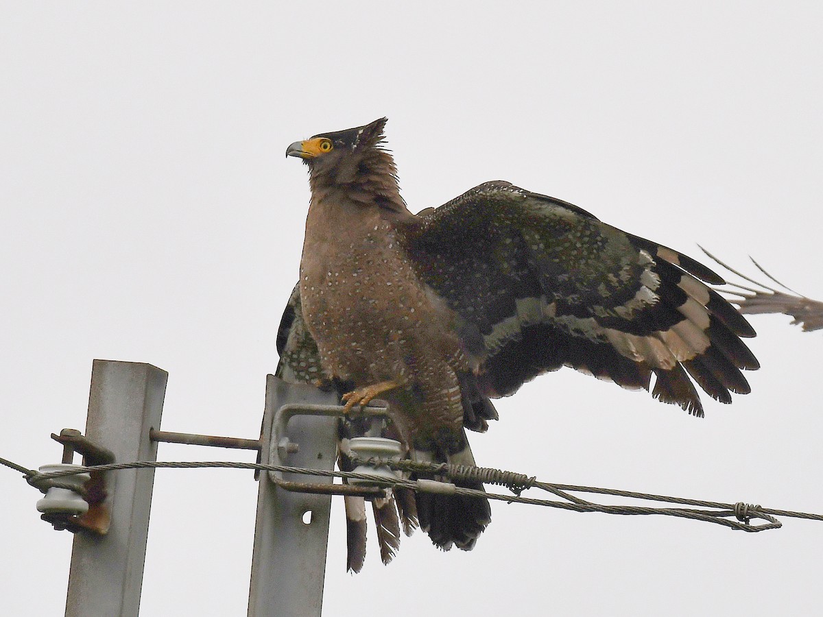 Crested Serpent-Eagle - ML645812402