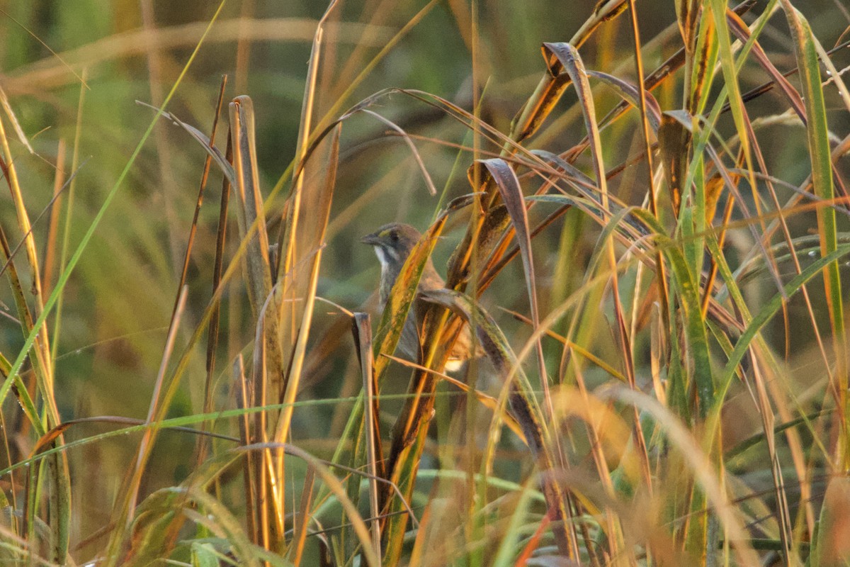 Seaside Sparrow - ML645812404