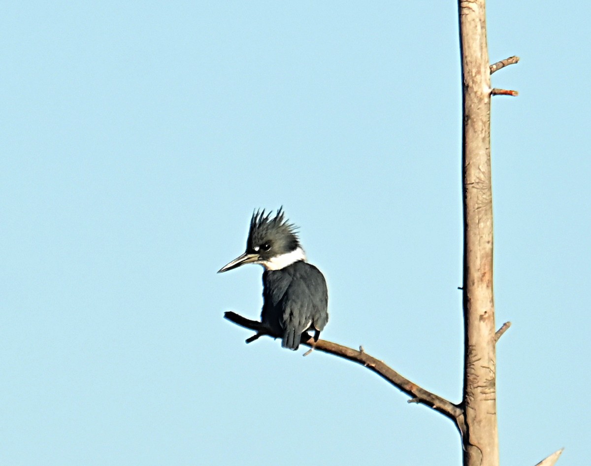 Belted Kingfisher - ML645812409