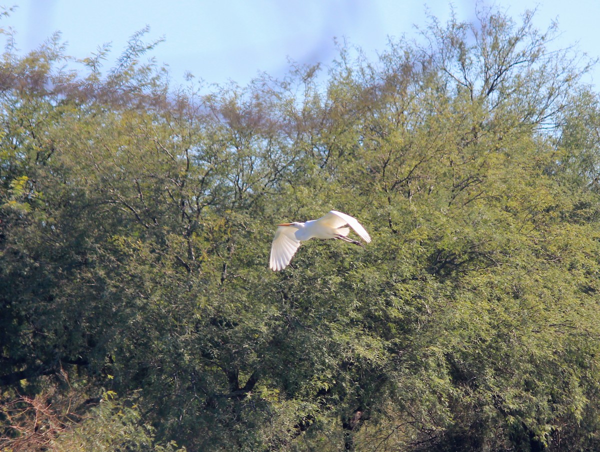 Koartza zuria - ML645812413