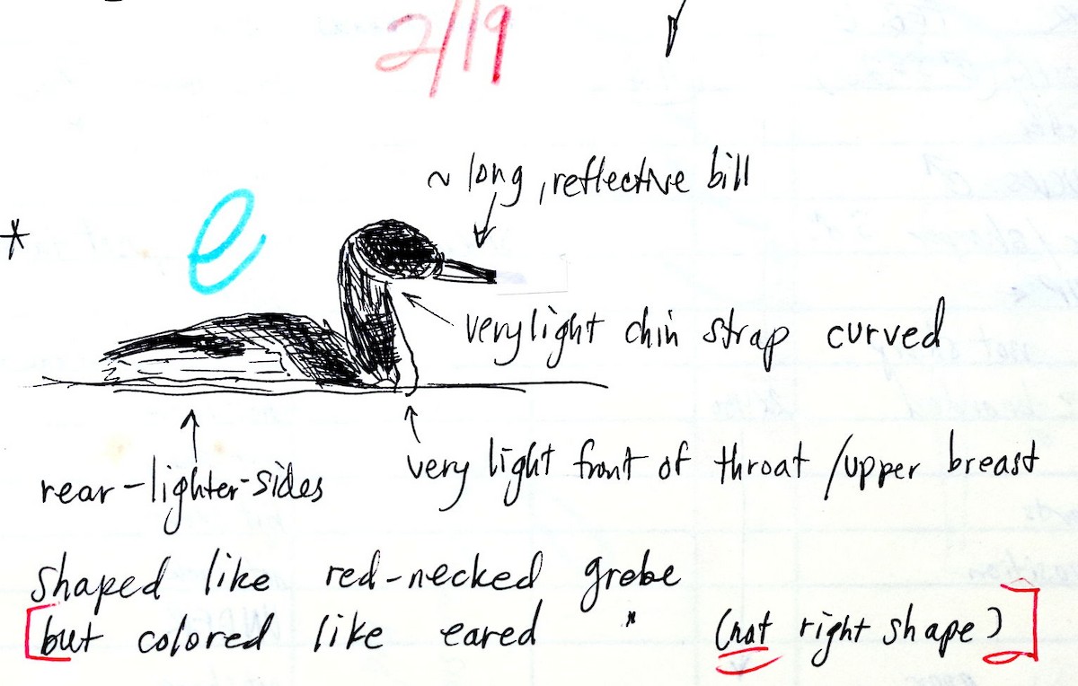 Пірникоза сірощока - ML645812415