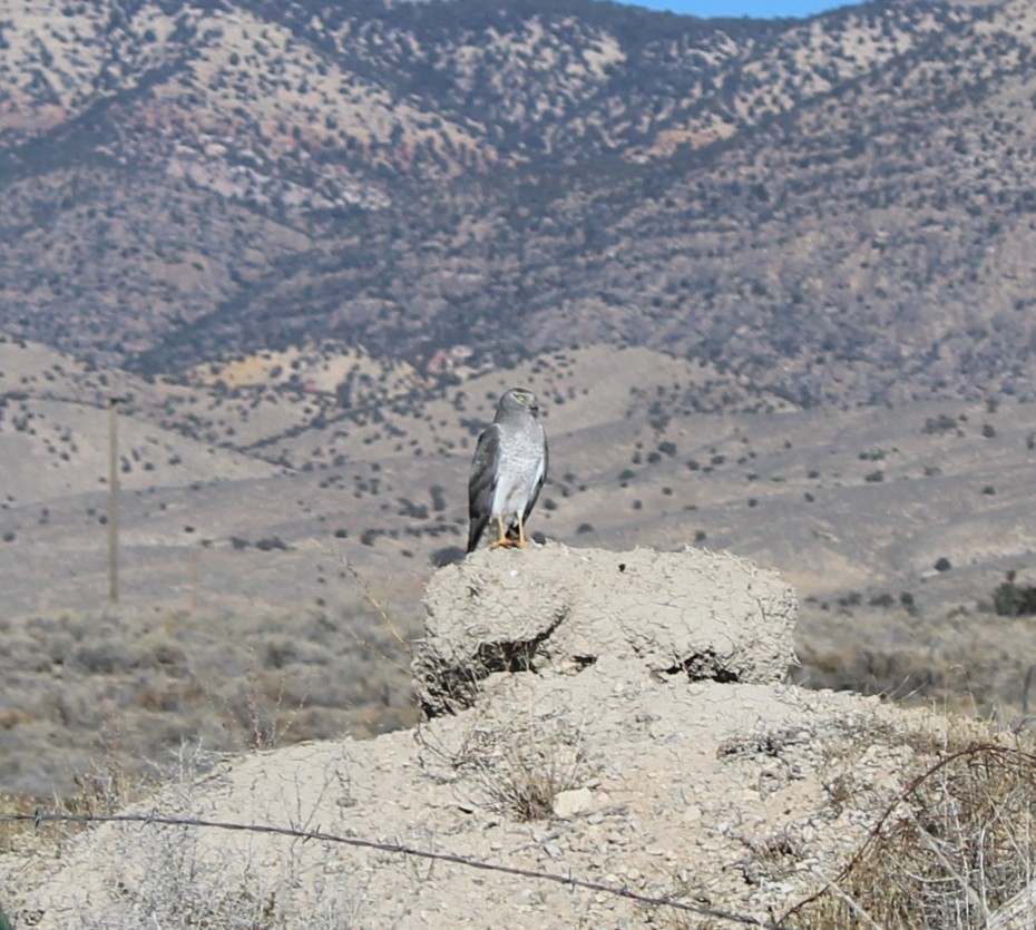 Northern Harrier - ML645812416