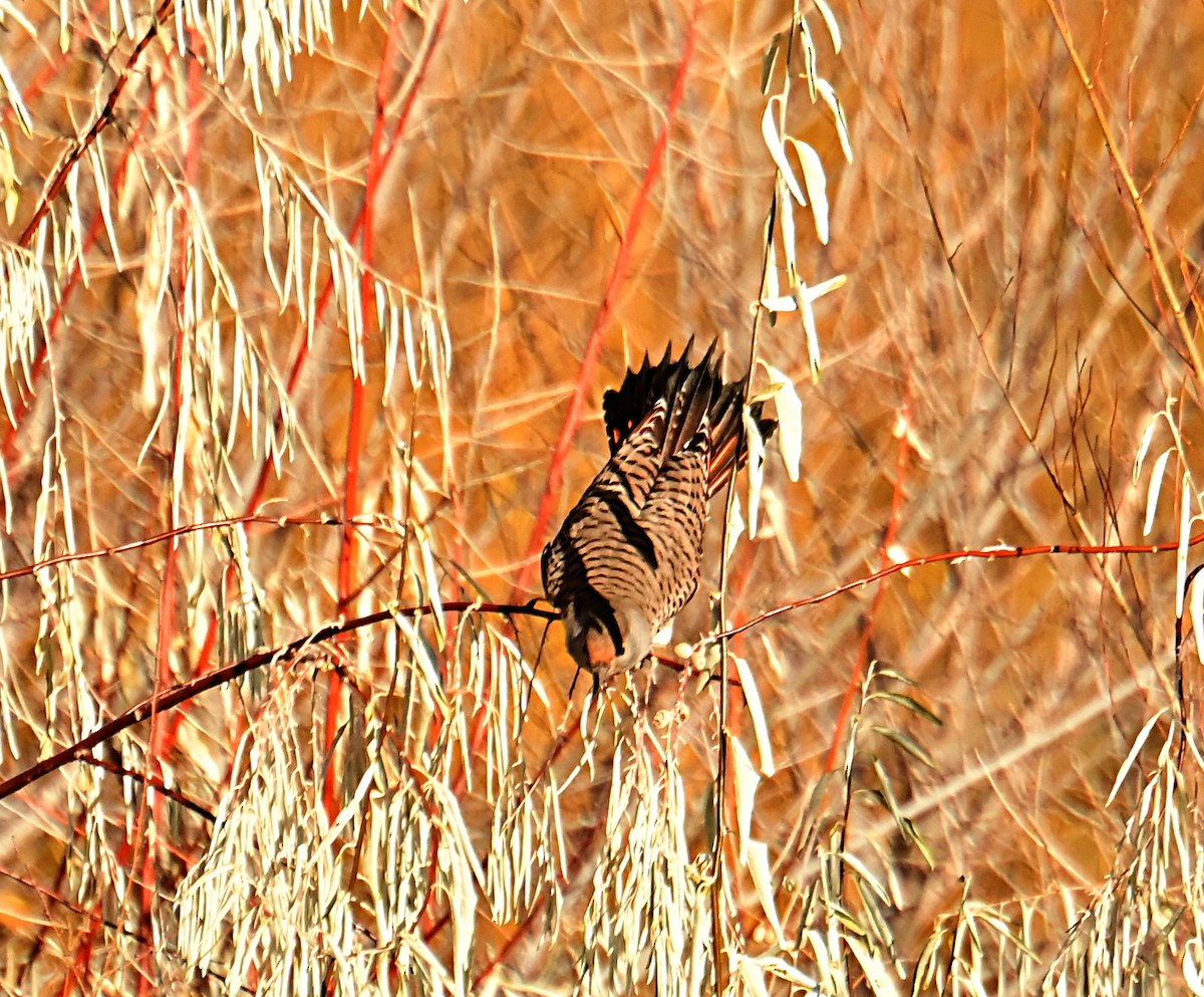 Northern Flicker - ML645812418