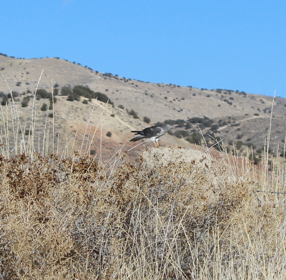 Northern Harrier - ML645812425