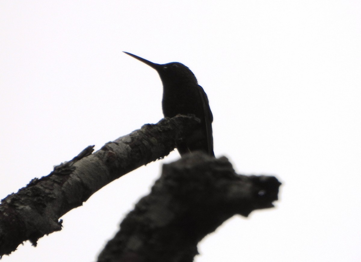 Copper-rumped Hummingbird - ML645812431