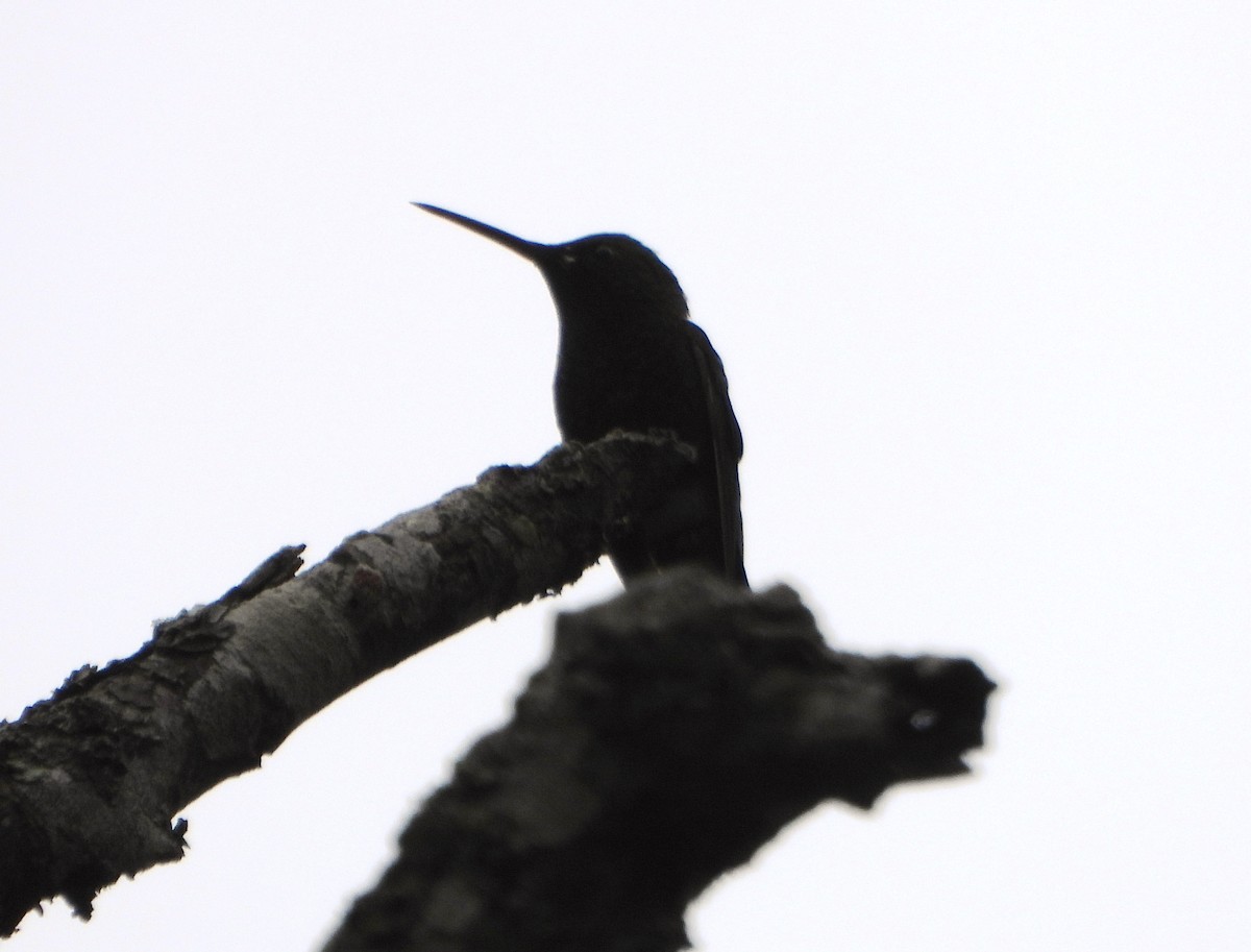 Copper-rumped Hummingbird - ML645812433