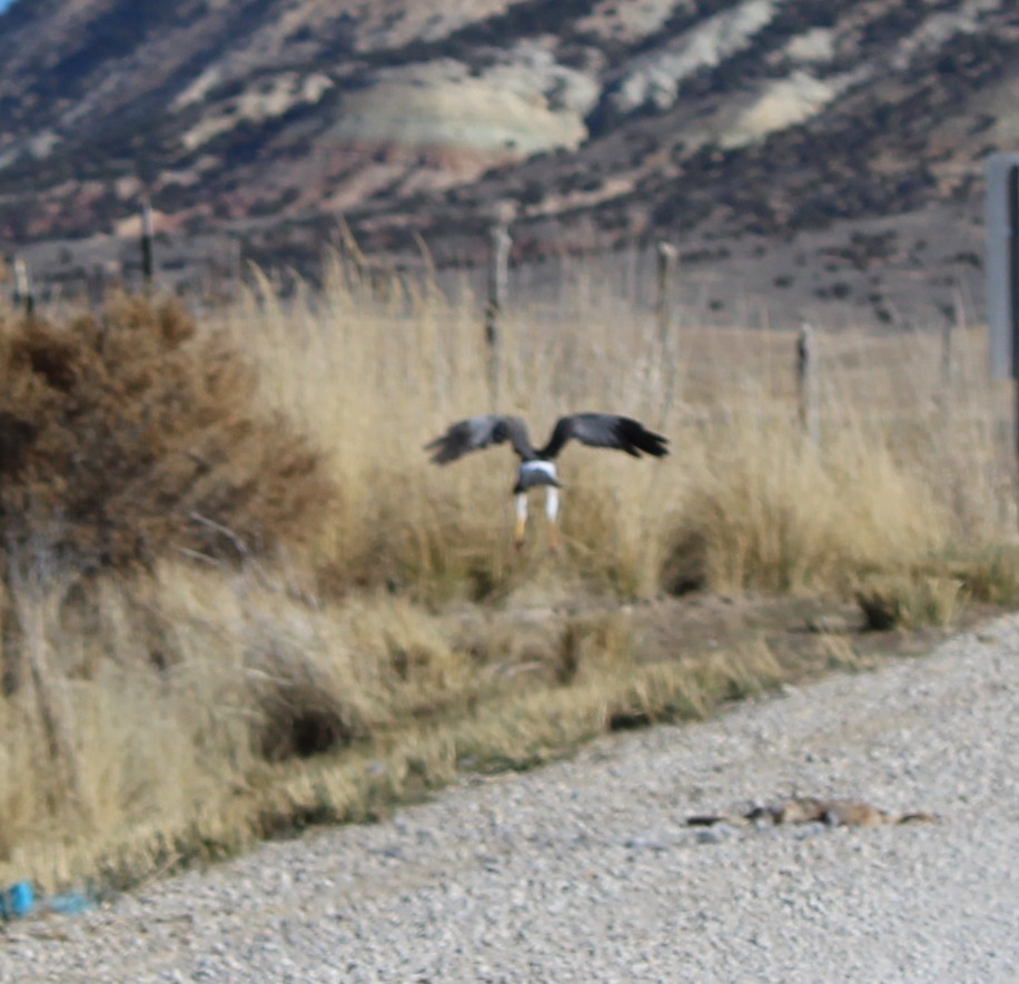 Northern Harrier - ML645812435