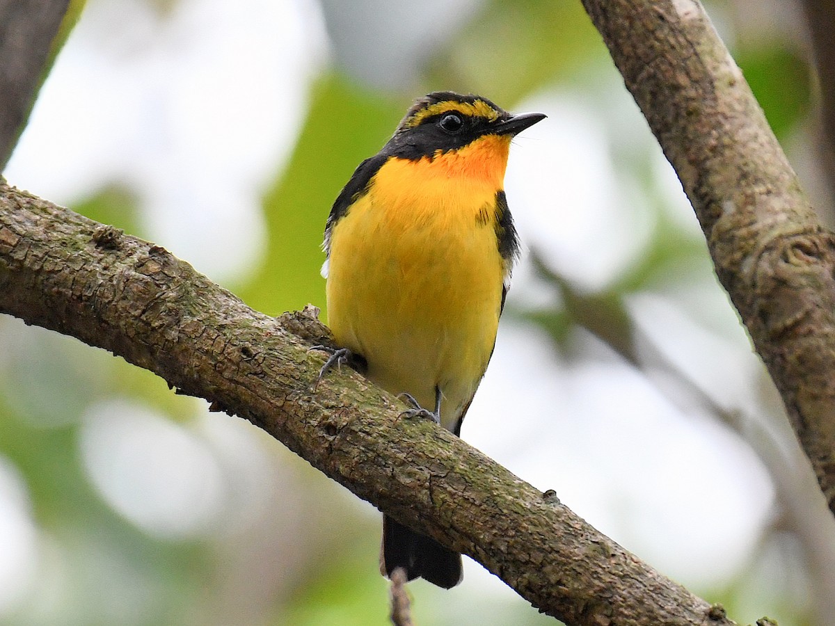 黃眉黃鶲 - ML645812437