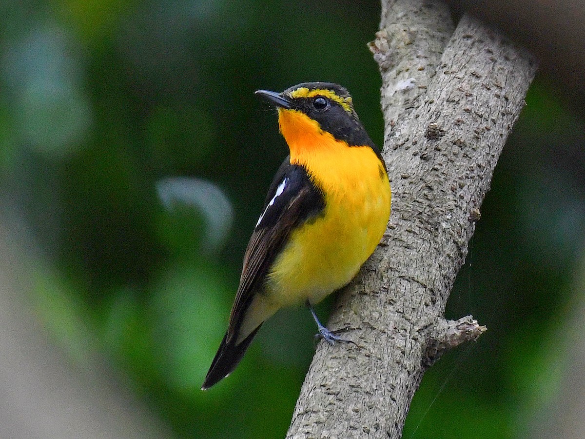 黃眉黃鶲 - ML645812438