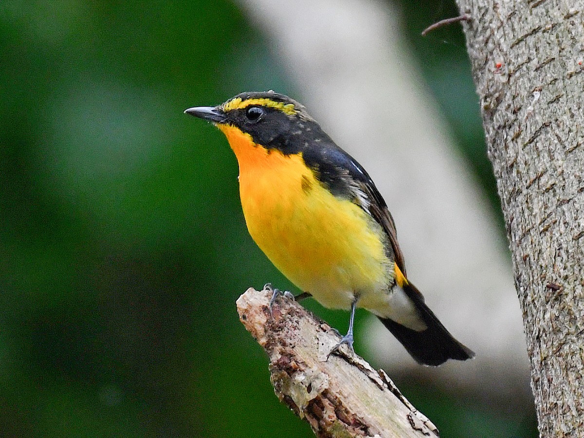 黃眉黃鶲 - ML645812439