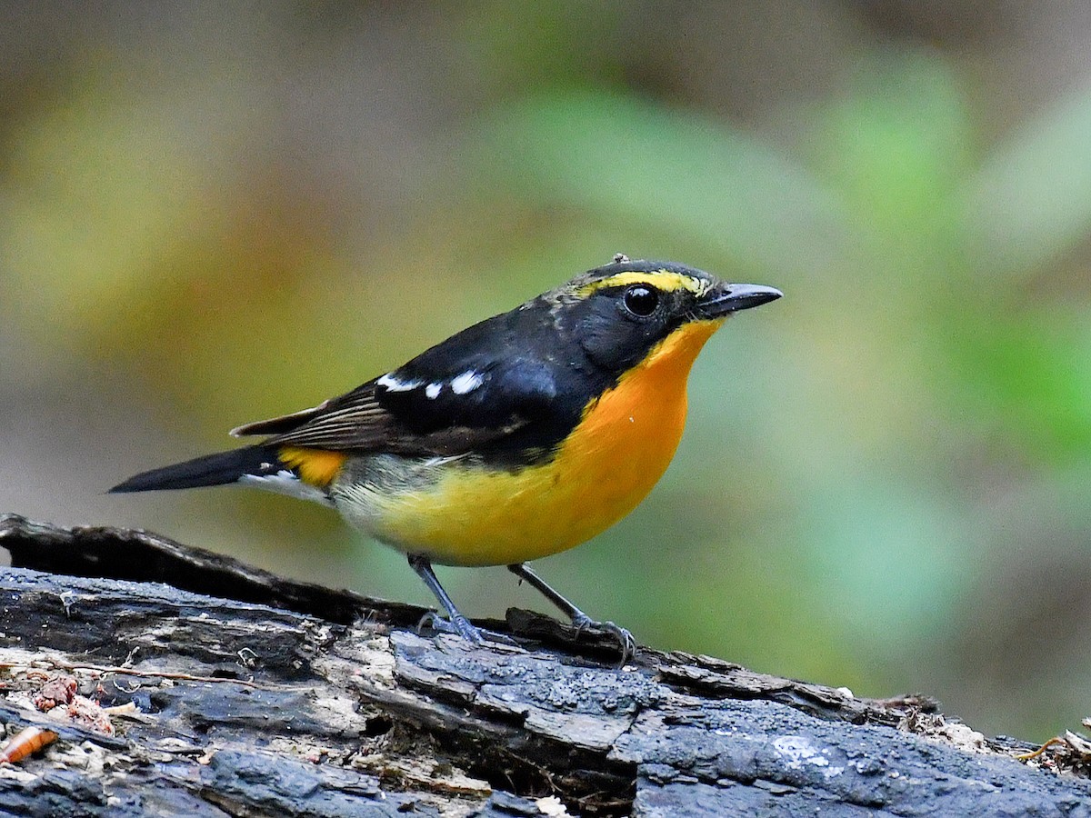 黃眉黃鶲 - ML645812440