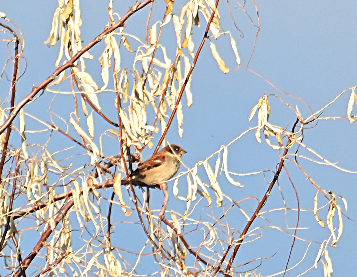 House Sparrow - ML645812441