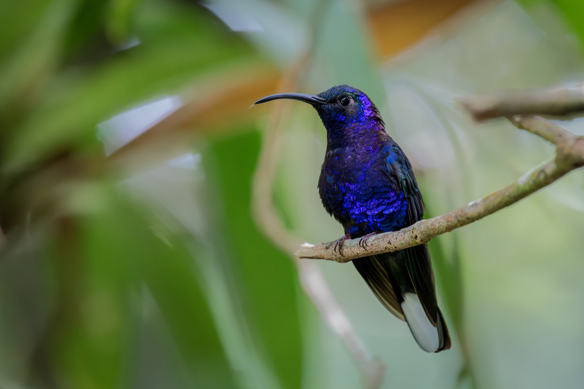 kolibřík fialkový - ML645812448