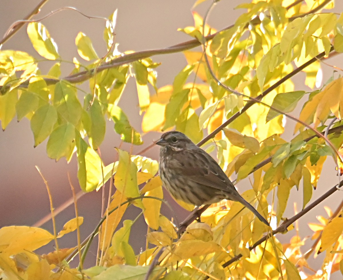Song Sparrow - ML645812449