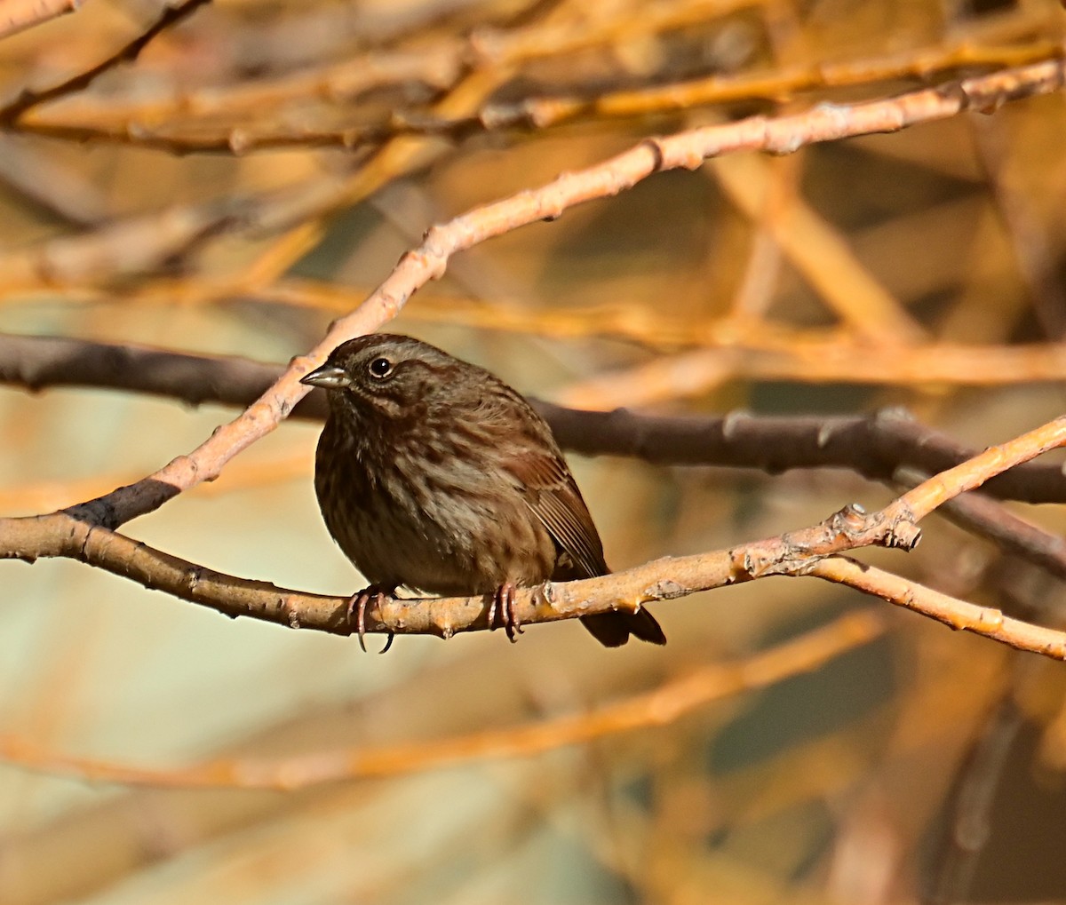 Song Sparrow - ML645812450