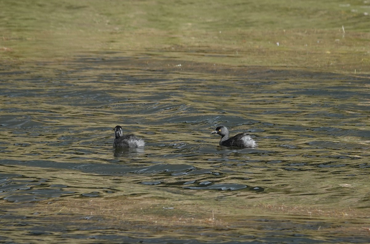 Least Grebe - ML645812455