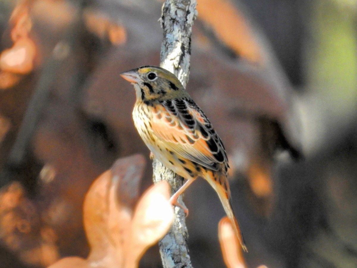 Henslow's Sparrow - ML645812456