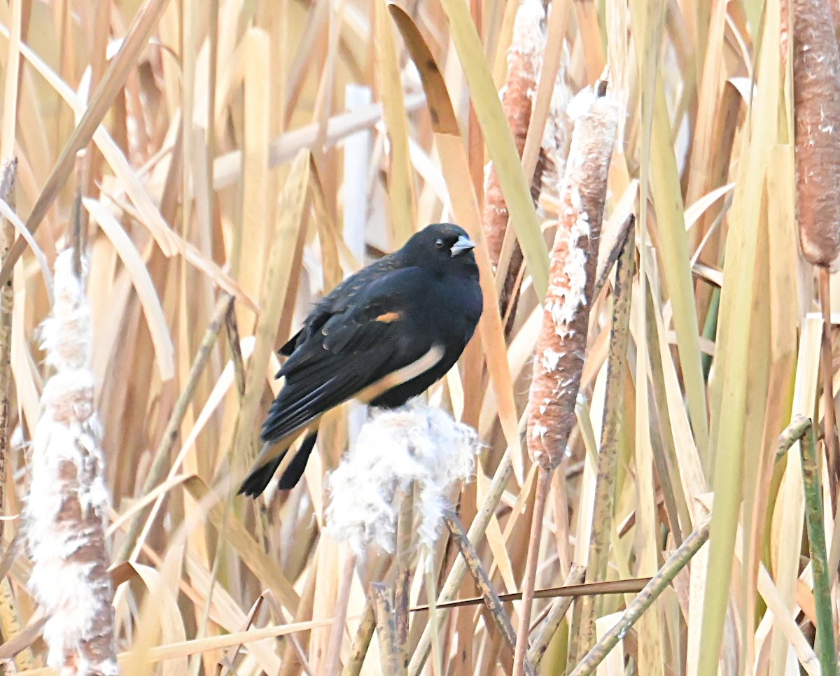 Red-winged Blackbird - ML645812458