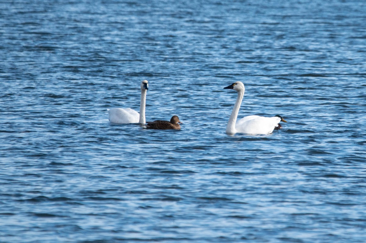 Zwergschwan - ML645812459