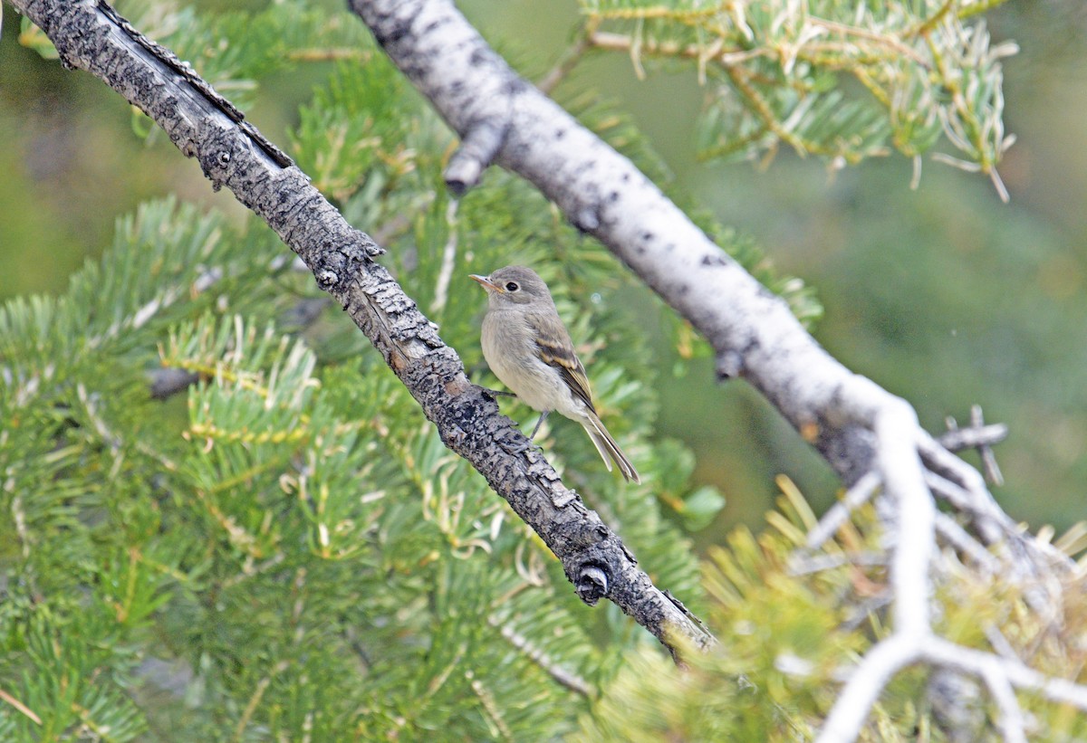 Dusky Flycatcher - ML645812461