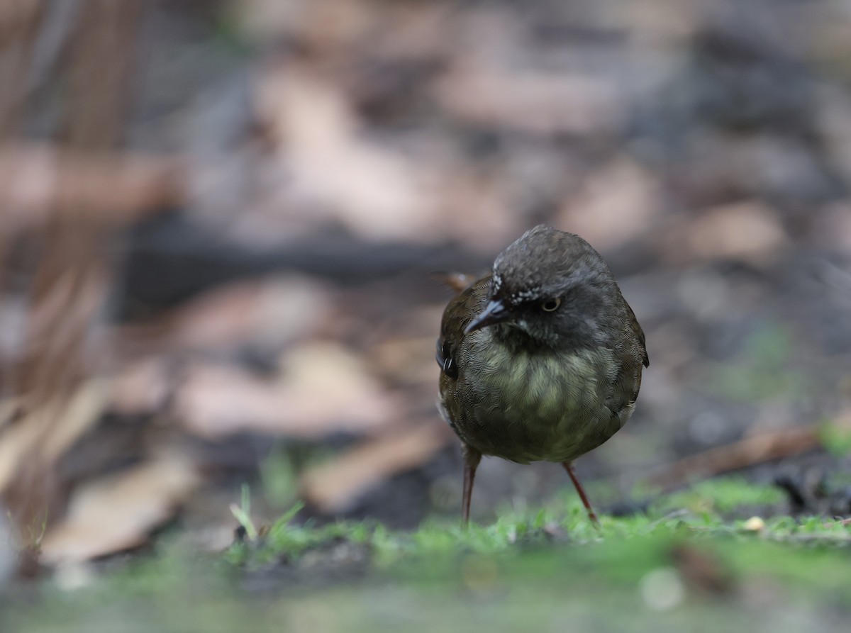 Tasmanian Scrubwren - ML645812464
