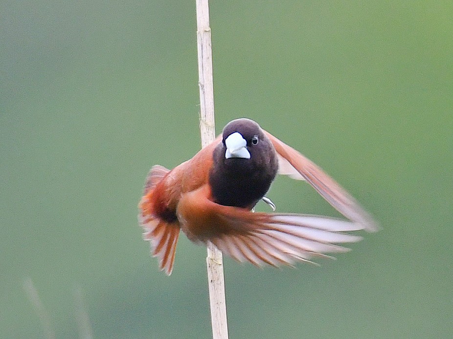 Capucin à tête noire - ML645812465