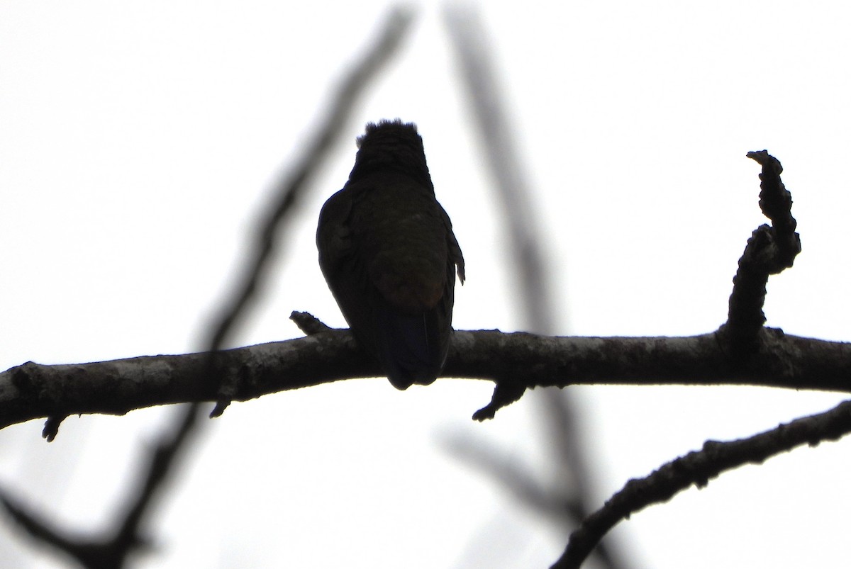 Copper-rumped Hummingbird - ML645812469