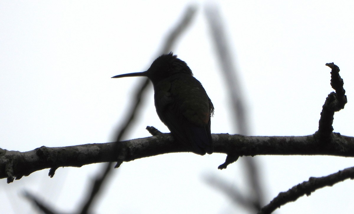 Copper-rumped Hummingbird - ML645812470