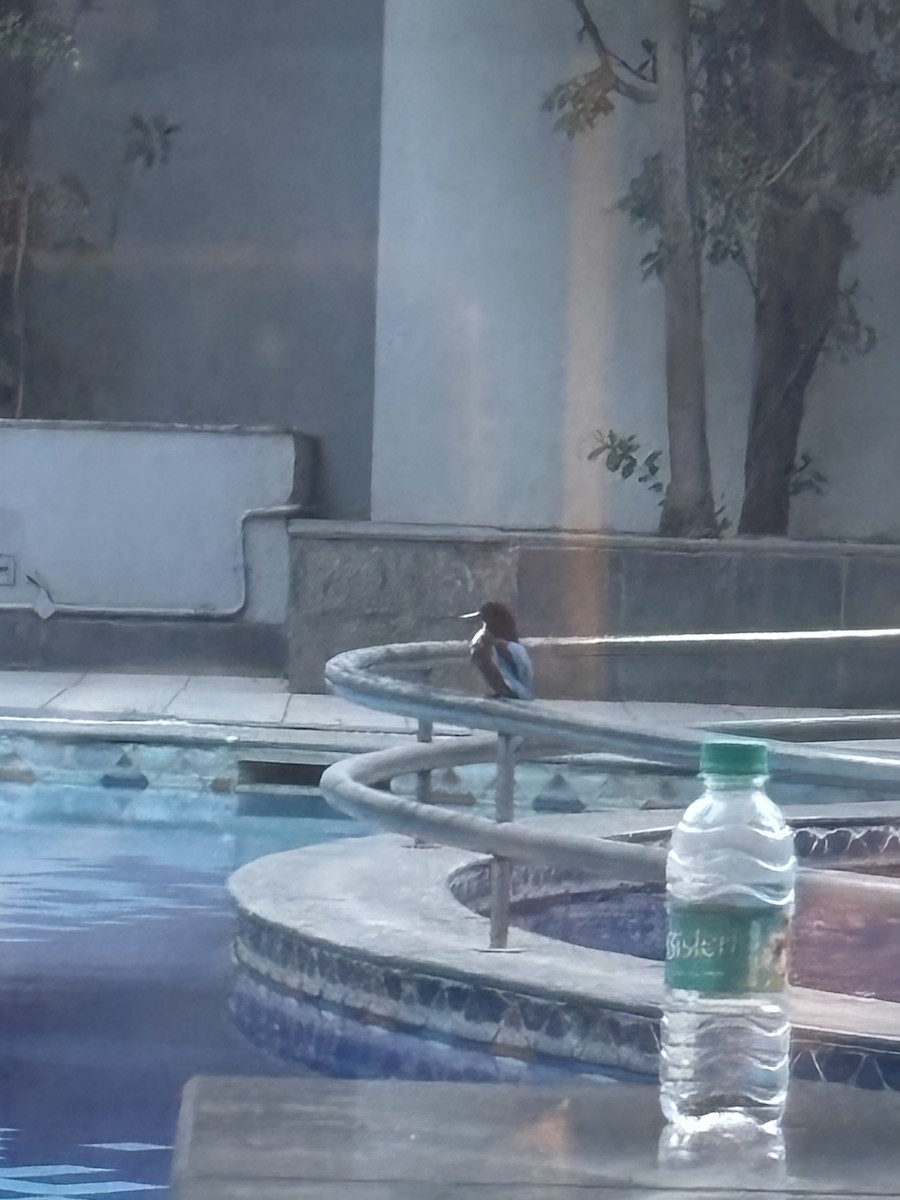 Альціон білогрудий - ML645812473