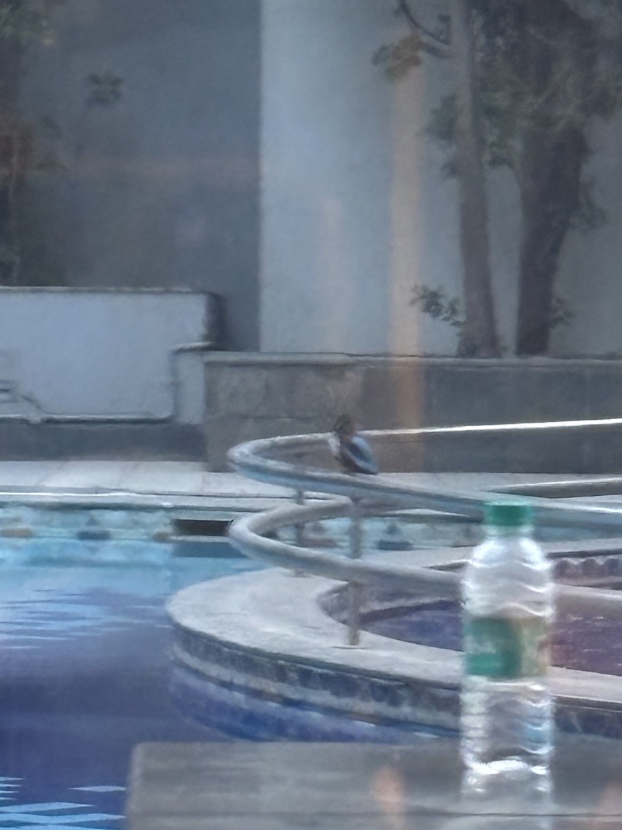 Альціон білогрудий - ML645812474