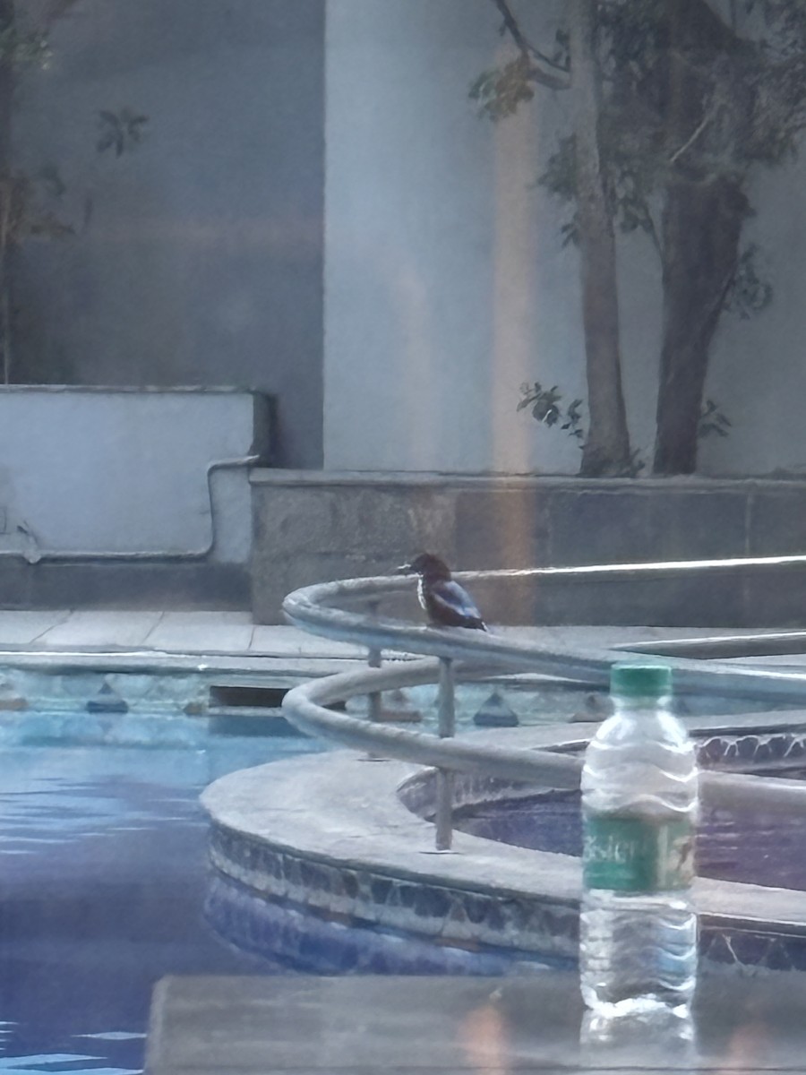 Альціон білогрудий - ML645812475