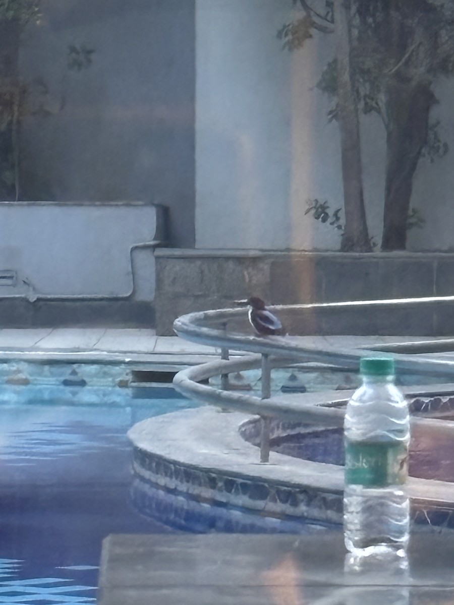 Альціон білогрудий - ML645812476