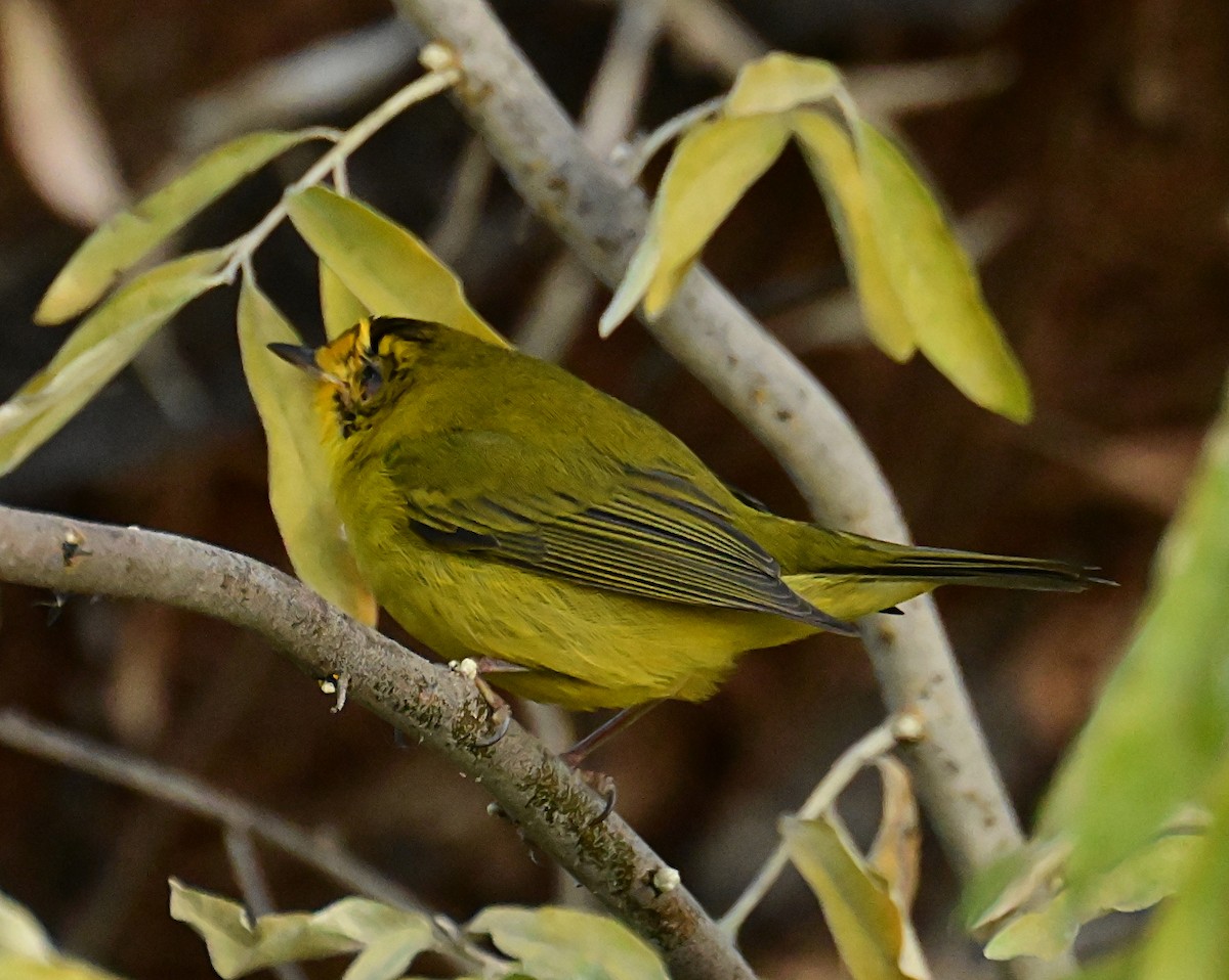 Wilson's Warbler - ML645812477