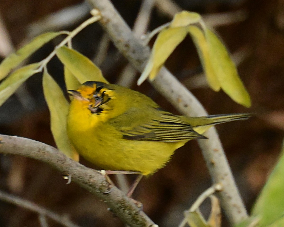 Wilson's Warbler - ML645812478