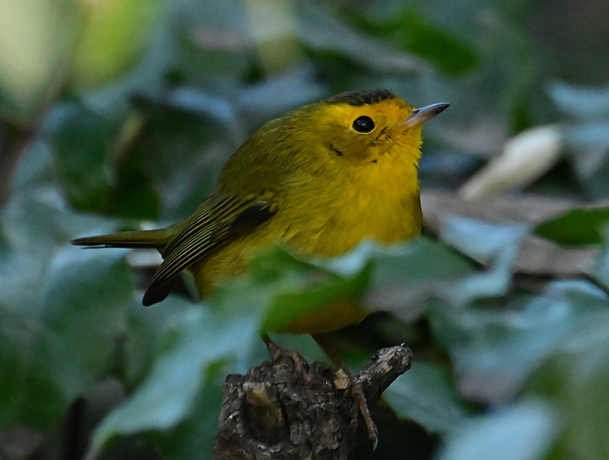Wilson's Warbler - ML645812479