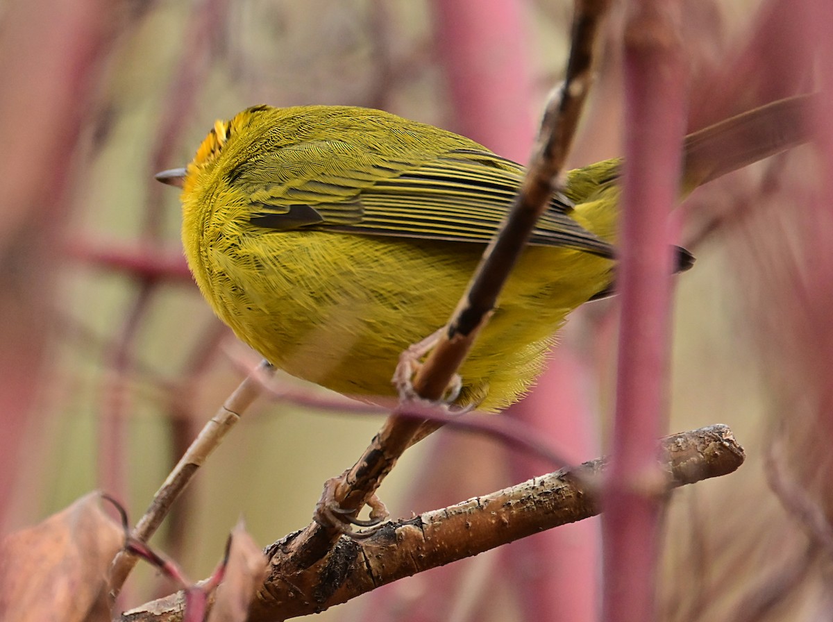 Wilson's Warbler - ML645812481