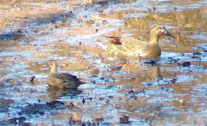 小水鴨 - ML645812483