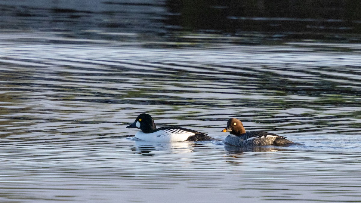 Common Goldeneye - ML645812487
