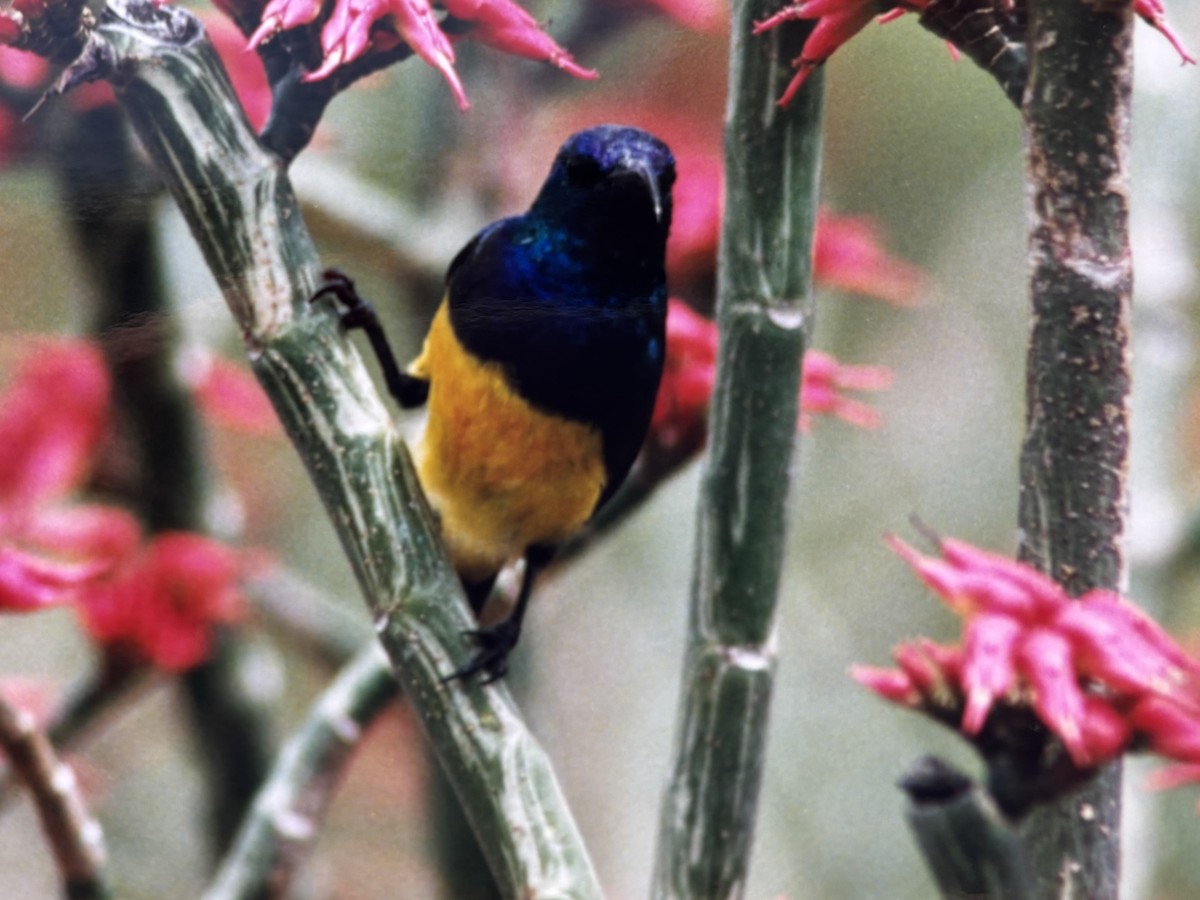 Variable Sunbird - ML645812488