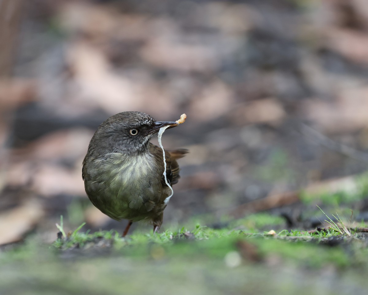 Tasmanian Scrubwren - ML645812497