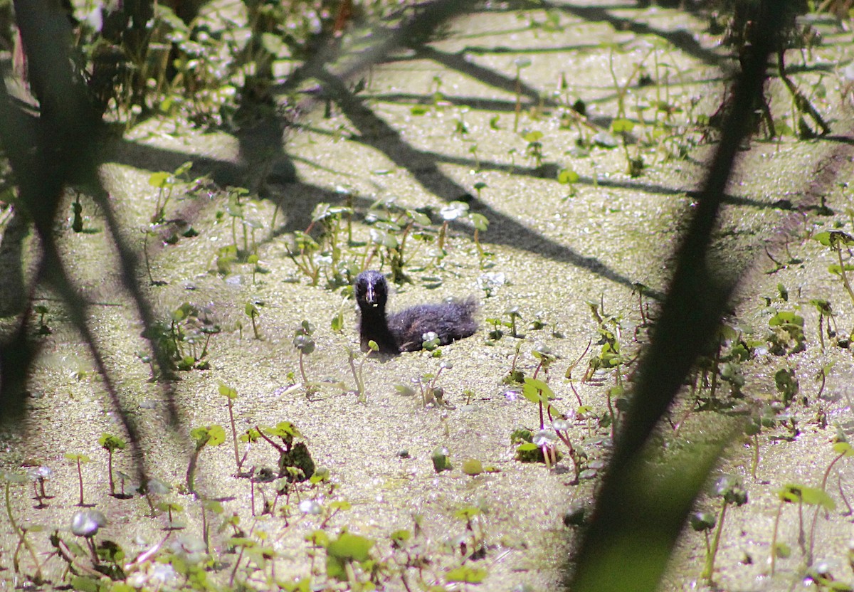 Spot-flanked Gallinule - ML645812501
