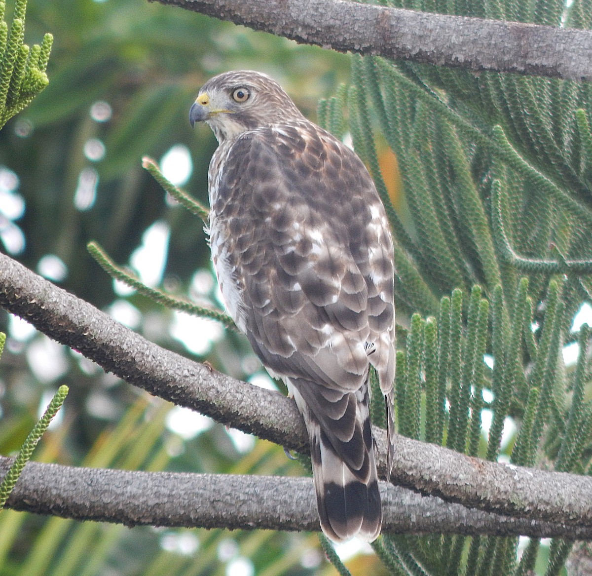 Канюк ширококрилий - ML645812502