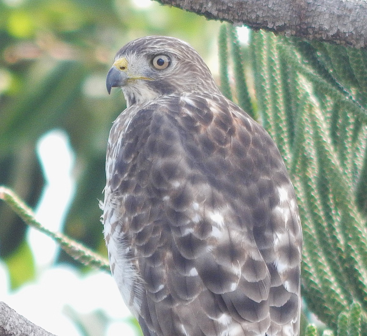 Канюк ширококрилий - ML645812504