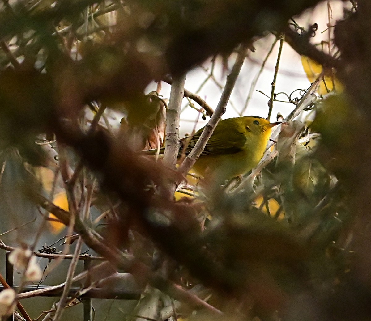 Wilson's Warbler - ML645812507