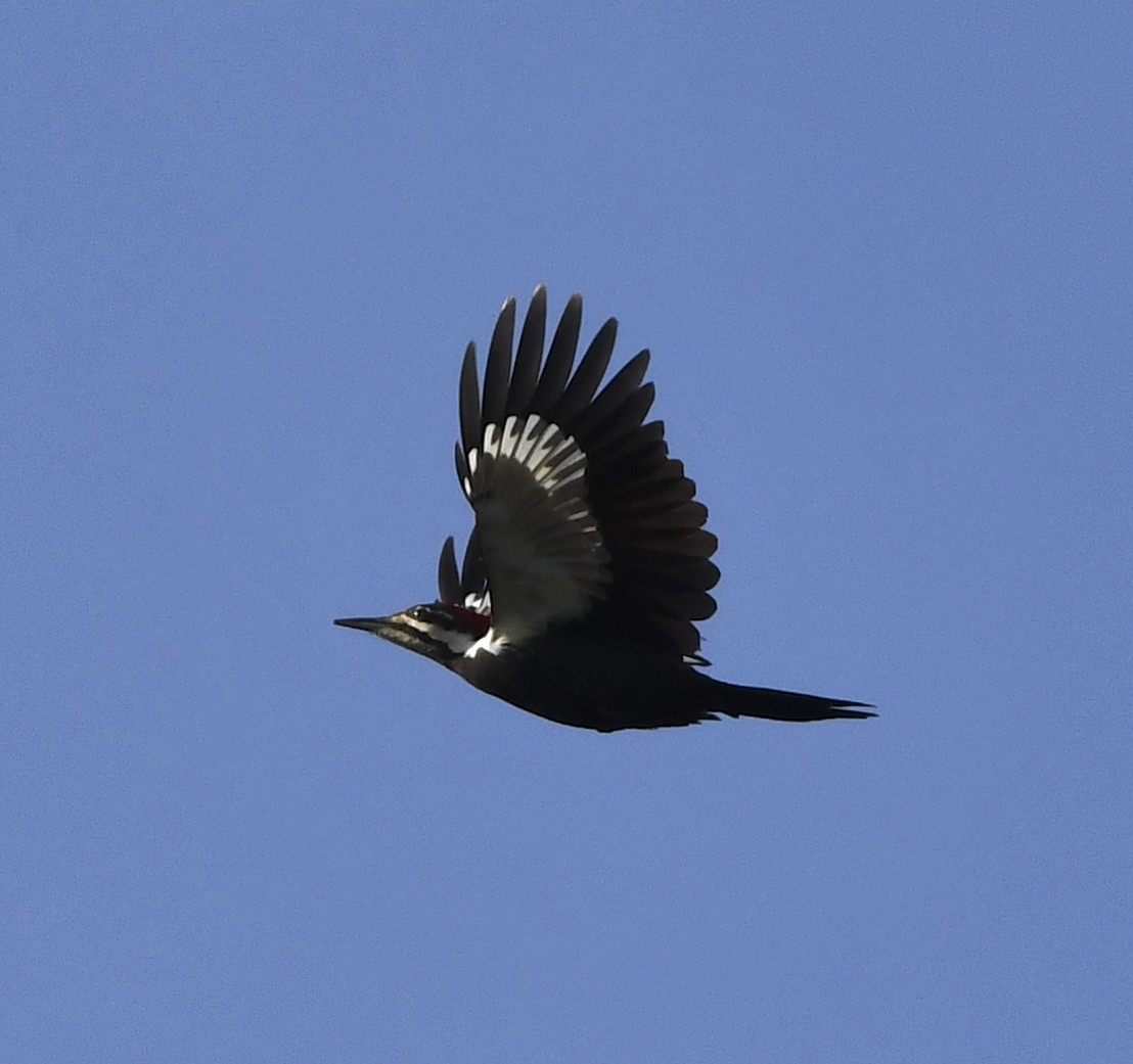 Жовна північна - ML645812508