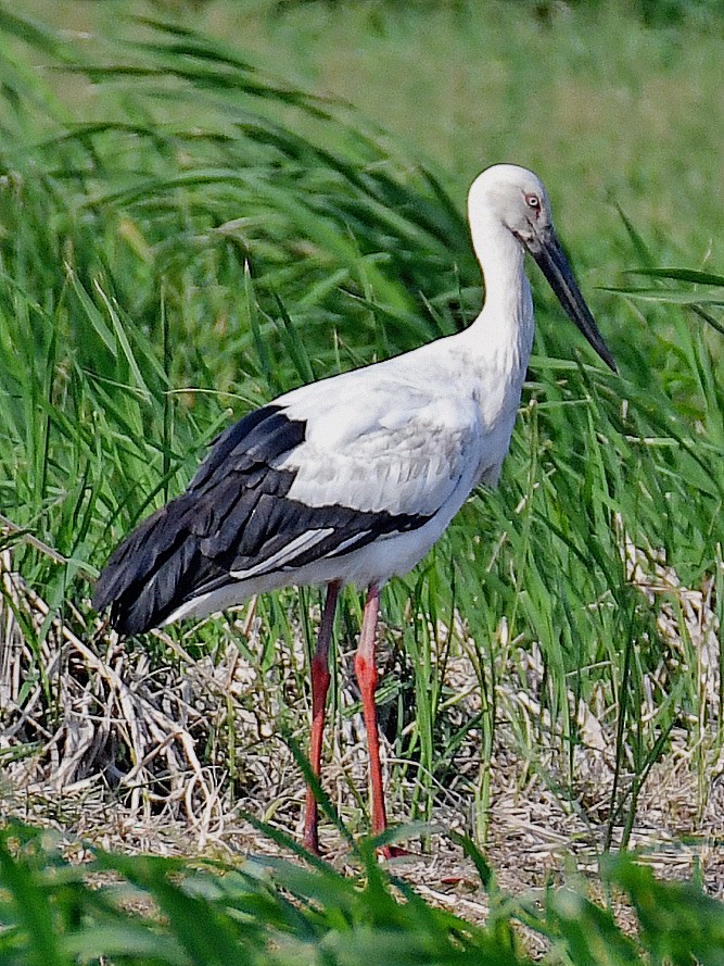 čáp východní - ML645812509