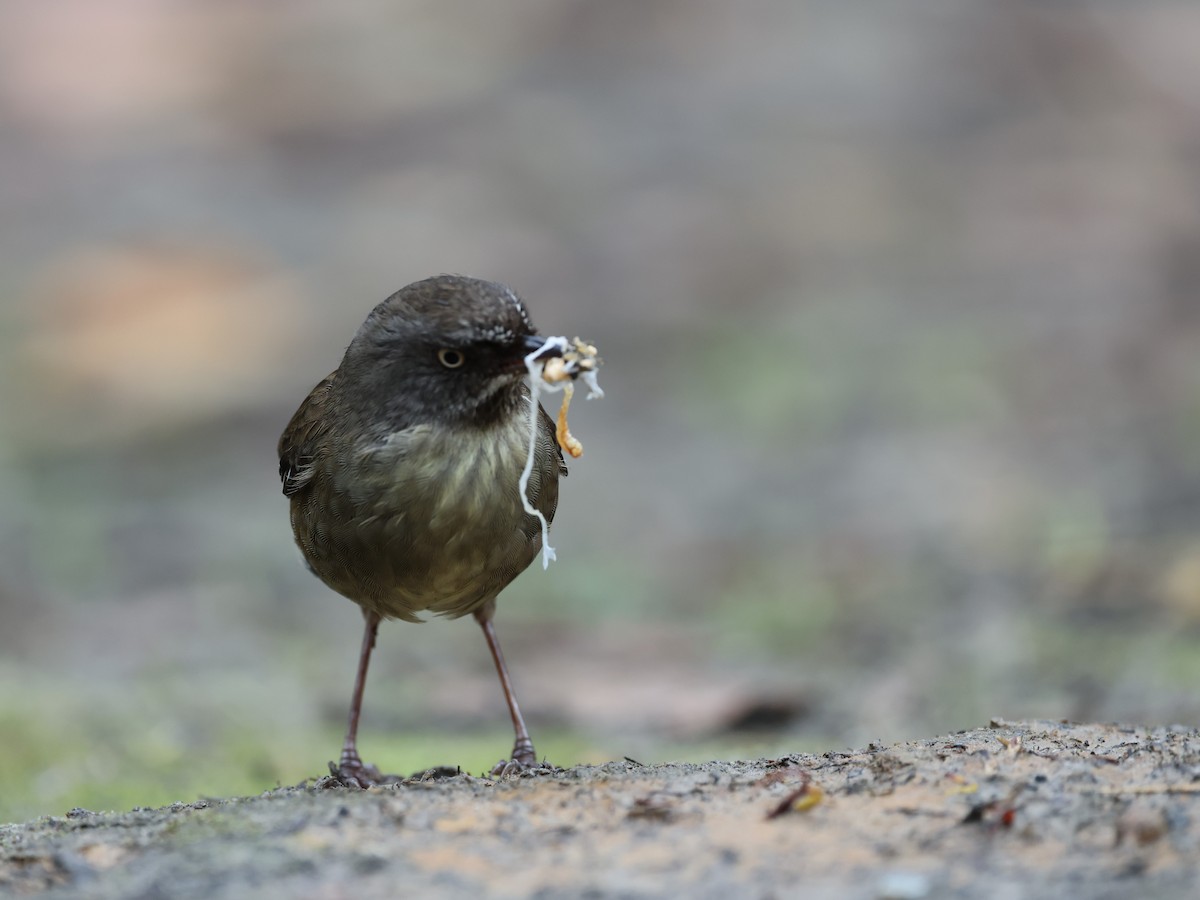 Tasmanian Scrubwren - ML645812510